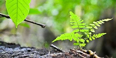 Brotes de plantas
