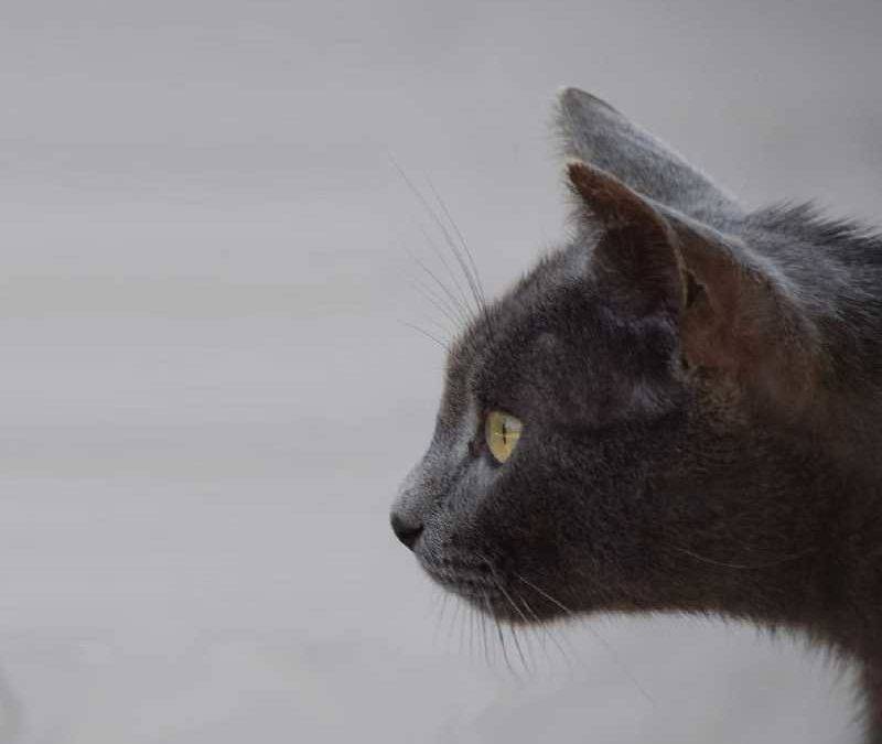 Cabeza de un gato