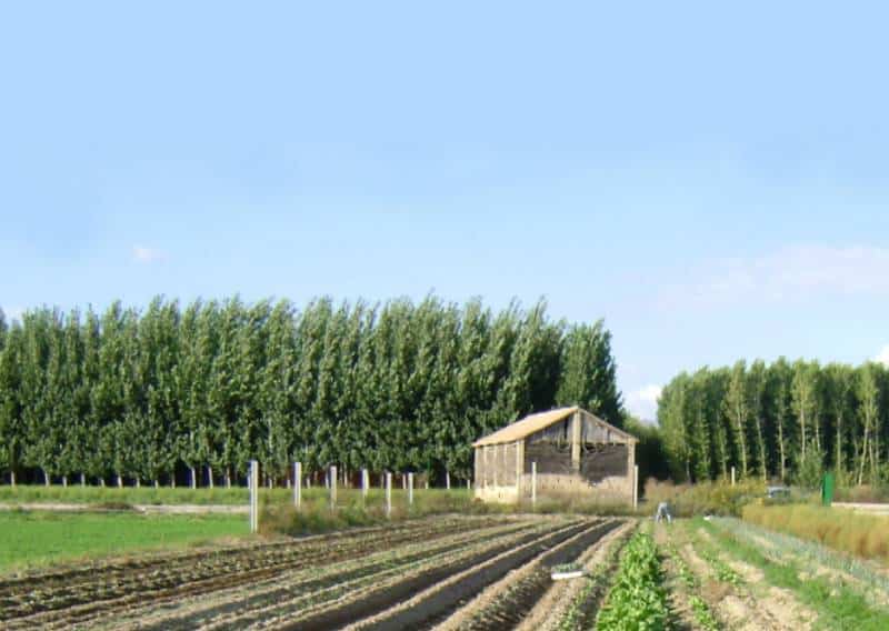 Imagen de la vega granadina